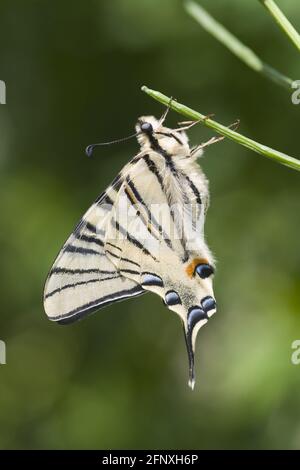 Scarce coda di palude, coda di rondine di aquilone (Iphiclides podalirius), siede ad un gambo, Austria, Burgenland, Neusiedler See National Park Foto Stock