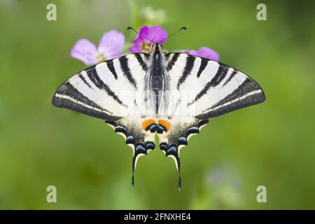 Scarce coda di palude, coda di rondine di aquilone (Iphiclides podalirius), siede su un fiore, Austria, Burgenland, Neusiedler See National Park Foto Stock