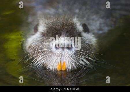 Castoro eurasiatico, castoro europeo (fibra di Castor), ritratto, Austria Foto Stock