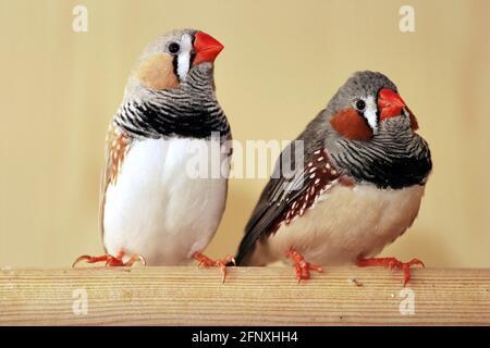 Zebra (Poephila guttata, Taeniopygia guttata), zebra finch in una gabbia di uccelli Foto Stock