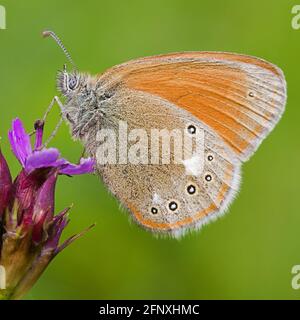 Grande brughiera (Coenonympha tullia, tifone Coenonympha), siede su un fiore, Austria Foto Stock