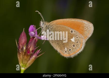 Grande brughiera (Coenonympha tullia, tifone Coenonympha), siede su un fiore, Austria Foto Stock