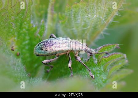 Colpo di closeup di una foglia verde immigrante, Polydrusus formosus su una foglia verde Foto Stock