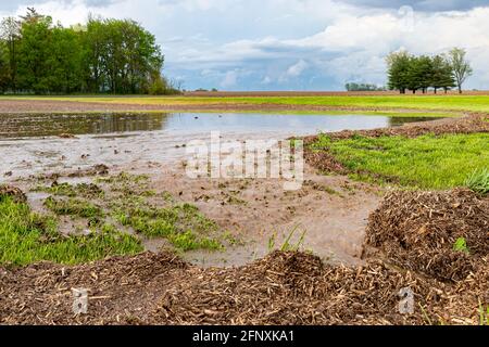 Acqua che scorre dal campo agricolo allagato dopo il temporale. Concetto di danno di raccolto, erosione di suolo e allagamento. Foto Stock