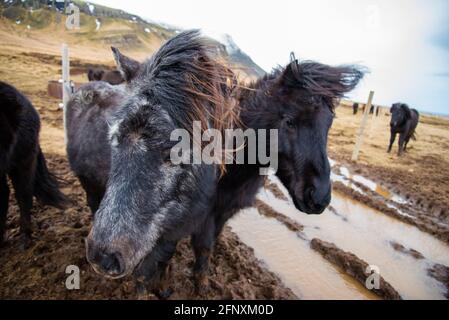 Due pony islandesi neri e scuri si avvicinano nella clima invernale ventoso e freddo con capelli che soffiano nel vento maestoso Foto Stock