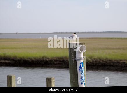 Forster's Tern appollaiato su Wood Foto Stock