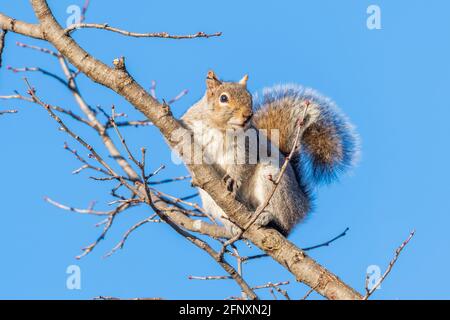 Scoiattolo grigio (Scurius carolinensis), primaverile, e Nord America, di Dominique Braud/Dembinsky Photo Assoc Foto Stock