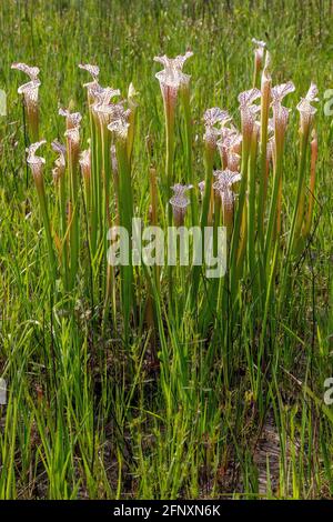 Crimson o White-top Pitcher Plant (Sarracenia leucophilla), Western Panhandle, Florida, Alabama orientale, USA, Di James D Coppinger/Dembinsky Photo Foto Stock