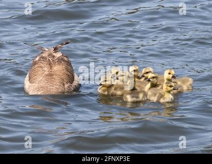 I pettini inquisitivi si chiedono, che cosa l'oca della madre sta facendo con la sua testa sotto l'acqua Foto Stock