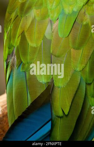 Il macaw verde, Ara militaris, è un uccello con piumaggio verde oliva luminoso con alcune piume rosse, blu e bianco, il suo becco forte può schiacciare le ossa, ha Foto Stock