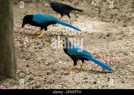 Il chara o magpie, Yucatecan Cyanocorax, è un uccello blu della penisola dello Yucatan, vive nella foresta e nella macchia costiera, si nutre di insetti e mais. Foto Stock