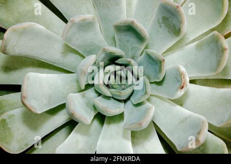 Belle rosette di foglie verdi con bordi rosa. Primo piano di una pianta di fogliame succulente. Foto Stock