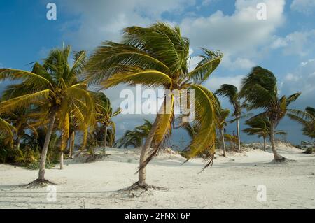 Spiaggia di Xpu-ha, palme messicane caraibiche Foto Stock