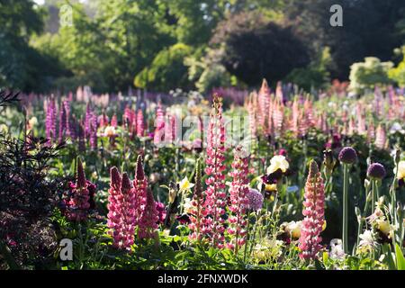 Un grande letto di fiori spesso con fiori e iride lupini colorati. Foto Stock