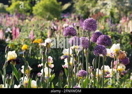 Grandi fiori di allio viola in un colorato letto di fiori spesso. Foto Stock