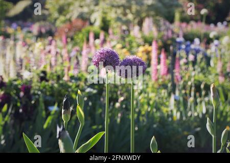 Grandi fiori di allio viola in un colorato letto di fiori spesso. Foto Stock