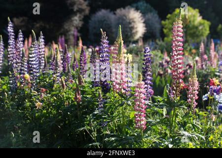 Un grande letto di fiori spesso con fiori e iride lupini colorati. Foto Stock