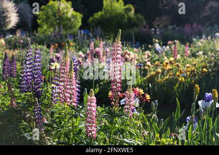 Un grande letto di fiori spesso con fiori e iride lupini colorati. Foto Stock