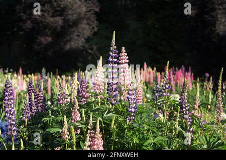 Un grande letto di fiori spesso con fiori e iride lupini colorati. Foto Stock