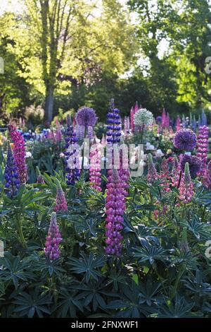Fiori di lupino rosa e viola con fiori di allio in un giardino. Foto Stock