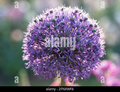 Primo piano di un fiore di allio viola. Foto Stock