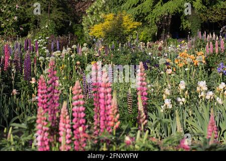 Un grande letto di fiori spesso con fiori e iride lupini colorati. Foto Stock