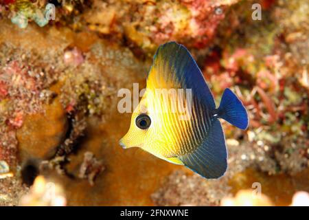 Tang di brushtail giovanile, scope di Zebrasoma. Conosciuto anche come Brown Tang, Twotone Tang, Blue-Lined Tang e Scopas Tang. Tulamben, Bali, Indonesia. Bali se Foto Stock