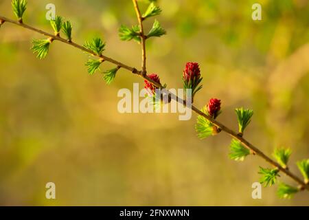 Larice europeo in fiore, Larix decidua twig con boccioli in primavera Foto Stock