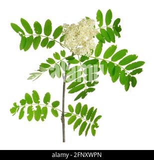 Fioritura rowan, Sorbus aucuparia twig isolato su sfondo bianco Foto Stock