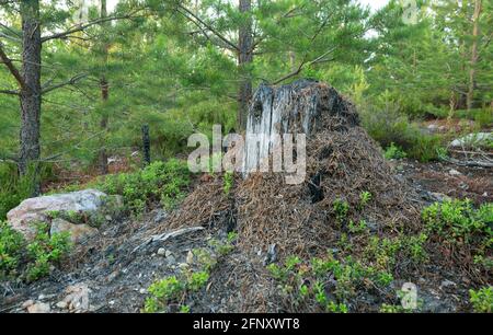 Formica di legno, formica antrillo su stub bruciato in foresta di conifere Foto Stock