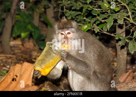 Macaque a coda lunga, Macaca fascicularis. Monkey beve succo di vetro di plastica e lo ha tutto intorno alla bocca e le labbra. Divertente foto animale. Foto Stock