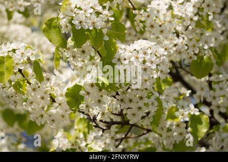 White Crabapple tree close-up fiorire in primavera, Malus fiorente Foto Stock