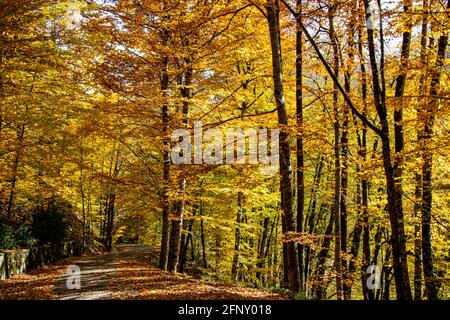 Una foto scattata in autunno di una magnifica foresta situata a Yegigoller, Bolu. Foto Stock