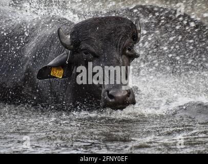 Buffalo nel Central Institute for Buffalo Research (CIBR), Haryana, India. Foto Stock