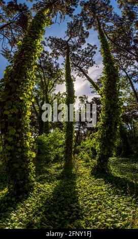 Ampio angolo di vista di tre alberi con fogliame in bella verde foresta in una giornata di sole Foto Stock