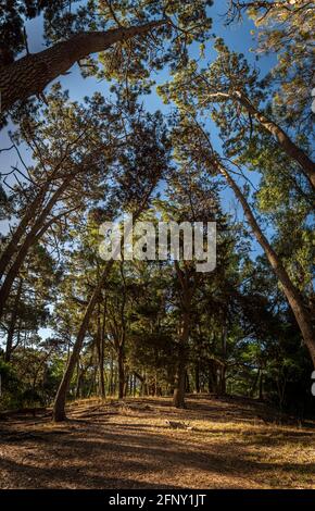 Vista grandangolare sulla cima della collina di una bella foresta in una giornata di sole, circondata da erba e alberi alti Foto Stock