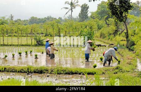 Un gruppo di lavoratori che piantano riso in una giornata di sole a Lombok, indonesiano sul lato piovoso dell'isola. Foto Stock