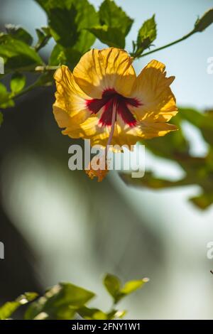 Yellwo Hibiscus rosa-sinensis, colloquialmente come ibisco cinese, rosa cinese, ibisco hawaiano, mallow di rosa & shoewerplant, è una specie di tropicale Foto Stock