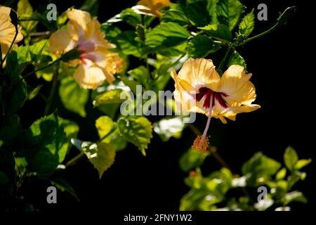 Yellwo Hibiscus rosa-sinensis, colloquialmente come ibisco cinese, rosa cinese, ibisco hawaiano, mallow di rosa & shoewerplant, è una specie di tropicale Foto Stock