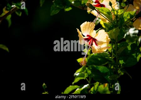 Yellwo Hibiscus rosa-sinensis, colloquialmente come ibisco cinese, rosa cinese, ibisco hawaiano, mallow di rosa & shoewerplant, è una specie di tropicale Foto Stock