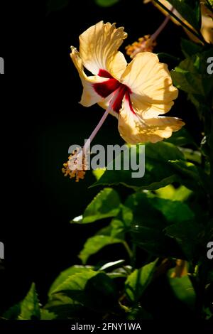 Yellwo Hibiscus rosa-sinensis, colloquialmente come ibisco cinese, rosa cinese, ibisco hawaiano, mallow di rosa & shoewerplant, è una specie di tropicale Foto Stock