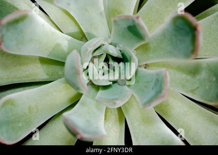 Belle rosette di foglie verdi con bordi rosa. Primo piano di una pianta di fogliame succulente. Foto Stock