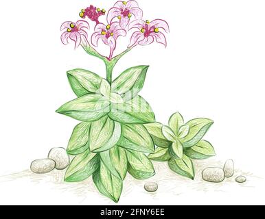 Illustrazione schizzo disegnato a mano di Crassula Springtime con fiori rosa. Piante succulente per la decorazione del giardino. Illustrazione Vettoriale