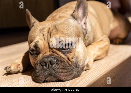Il bulldog francese dall'aspetto sonnolento si trova su un pavimento e prende il sole. Carino animale domestico dometico a casa Foto Stock