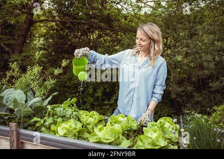 bella giovane donna bionda con camicia blu e guanti annaffiatura la sua lattuga in giardino in letto rialzato con piccolo verde annaffiatura può ed è felice Foto Stock