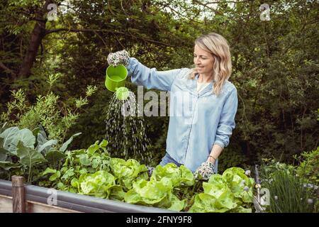 bella giovane donna bionda con camicia blu e guanti annaffiatura la sua lattuga in giardino in letto rialzato con piccolo verde annaffiatura può ed è felice Foto Stock