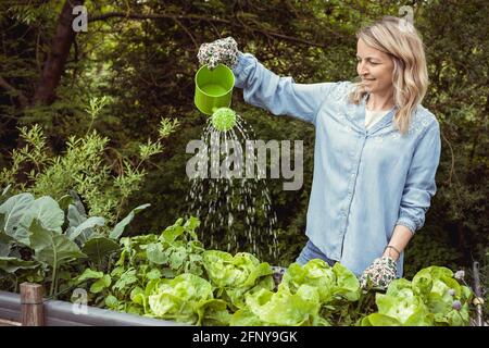 bella giovane donna bionda con camicia blu e guanti annaffiatura la sua lattuga in giardino in letto rialzato con piccolo verde annaffiatura può ed è felice Foto Stock