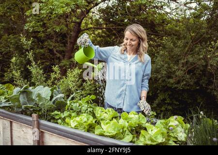 bella giovane donna bionda con camicia blu e guanti annaffiatura la sua lattuga in giardino in letto rialzato con piccolo verde annaffiatura può ed è felice Foto Stock