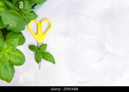 Vista del raccolto di due cespugli di basilico dolce in secchi e forbici su una tavola di calcestruzzo. Vista dall'alto, messa a fuoco selettiva, spazio di copia. Foto Stock