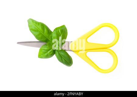 Primo piano di foglie di basilico dolce fresco e forbici con manici gialli isolati su bianco. Concetto di rifilatura e raccolta del basilico. Foto Stock